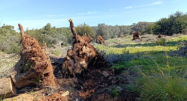 AĞAÇ KATLİAMINA ÖDÜL GİBİ CEZA VERDİLER