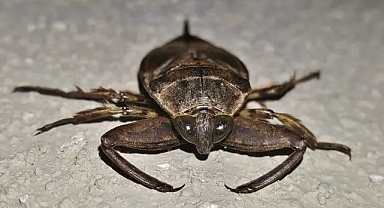 AYAK YİYEN HAYVAN, AKDENİZİ TEHDİT EDİYOR