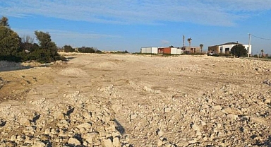 GÜZELİM AĞAÇLARIN KATLİNE FERMAN VERDİLER