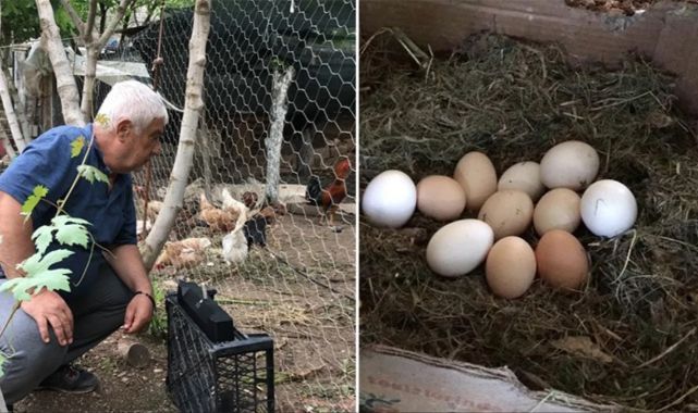 Besiciden yaratıcı yöntem! Tavuklara klasik müzik dinleterek yumurta verimini 4'e katladı