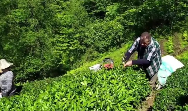 Yaş çay alım fiyatına tepki: En az 25 lira olmalı